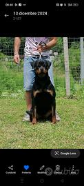 Rottweiler Femmina