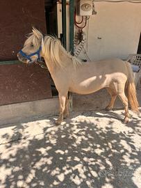 Mini Horse