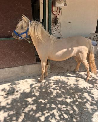 Mini Horse