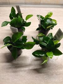 Piante per acquario ( acqua dolce)