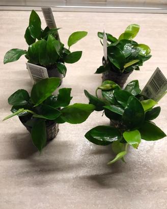 Piante per acquario ( acqua dolce)