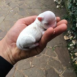 Maltese genealogia koreana