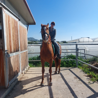 Cavallo sauro castrone