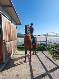 Cavallo sauro castrone