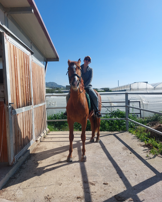 Cavallo sauro castrone