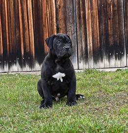 Cucciolo di american bully XXL