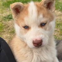 Cucciola femmina siberian husky