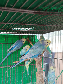 Mini blocco cocorite