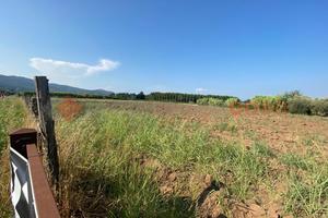 Terreno Agricolo Falciano del Massico