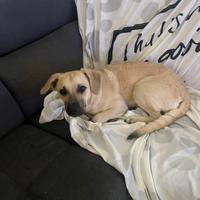 Mila, meticcia di due anni