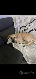 Mila, meticcia di due anni