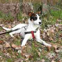 Cagnolina di compagnia di 2 anni
