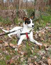 Cagnolina di compagnia di 2 anni