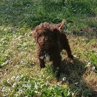 Cuccioli di Lagotto Romagnolo con Pedigree Roi