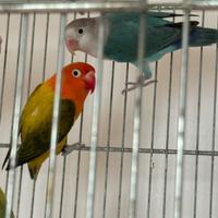 Coppia pappagalli Fischer