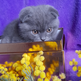 Cuccioli Scottish fold e Scottish straight