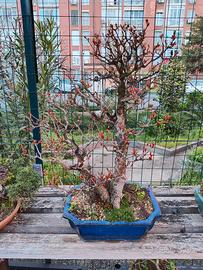 bonsai melograno 