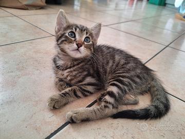 Micetti