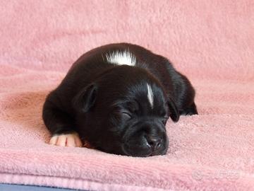 Staffordshire bull terier