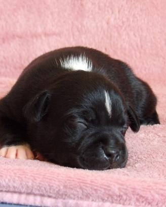 Staffordshire bull terier