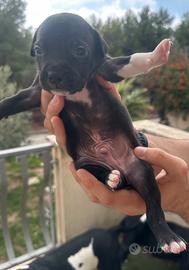 Pitbull American Terrier Cuccioli