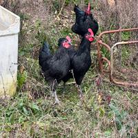 Galli Australorp