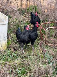 Galli Australorp