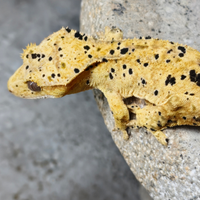 Ciliatus