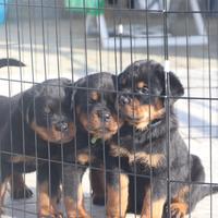 Super Cuccioli di Rottweiler GENITORI CAMPIONI