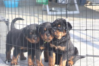 Super Cuccioli di Rottweiler GENITORI CAMPIONI