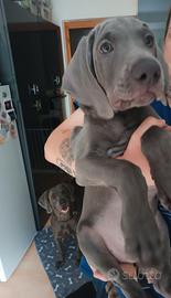Weimaraner cuciollo maschio