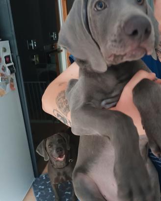 Weimaraner cuciollo maschio