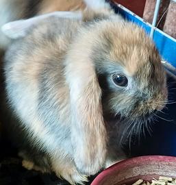 Piccoli arietini cuccioli