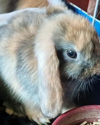 Piccoli arietini cuccioli