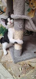 Gatto 3 mesi