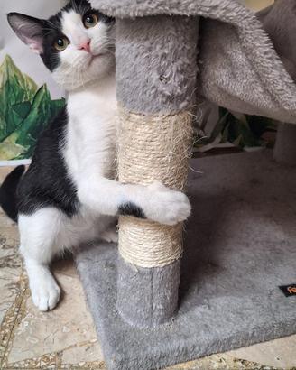 Gatto 3 mesi