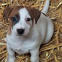 Cuccioli Jack Russell Terrier pedigree ROI