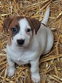 Cuccioli Jack Russell Terrier pedigree ROI