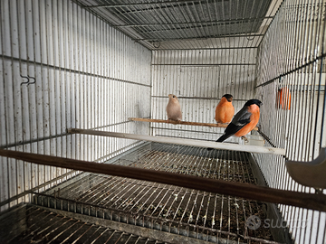 Cardellini e ciuffolotti major