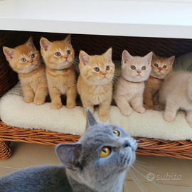 British shorthair cucciolo rosso