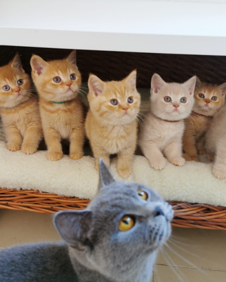 British shorthair cucciolo rosso