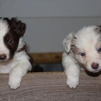 Cuccioli border collie