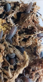 Porcellionides pruinosus (blue powder) Isopodi