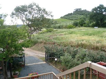 Terreno Uliveto in Maremma
