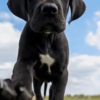 Cuccioli di Alano nero, ad alta geneaologia