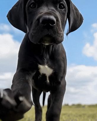 Cuccioli di Alano nero, ad alta geneaologia