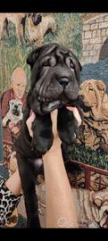 Cuccioli Sharpei riconosciuti ENCI