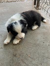Border collie con pedigree