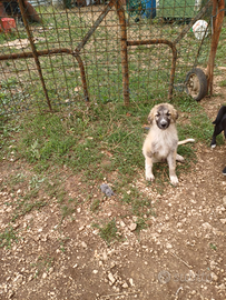 Cane maschietto di piccola taglia