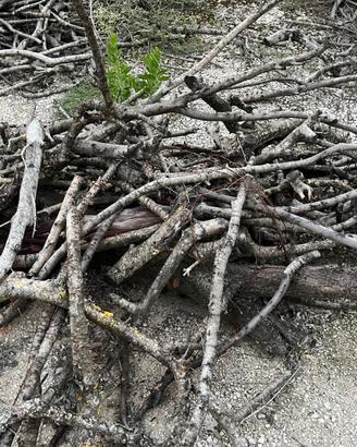 Legno di ardere (ulivo)